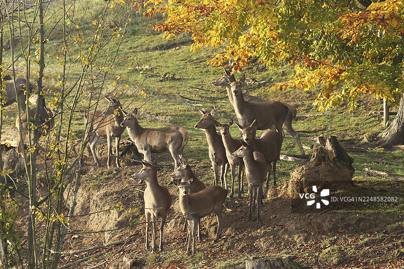 红鹿（Cervus elaphus）在巴伐利亚州阿尔高地区保护鹿群图片素材