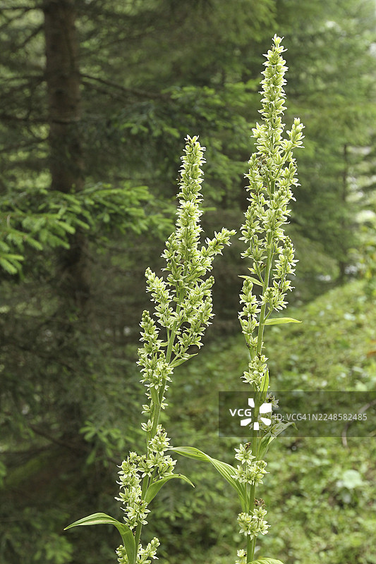 白藜芦（Veratrum album）花，莱希河谷，蒂罗尔，奥地利，阿高，巴伐利亚，德国图片素材