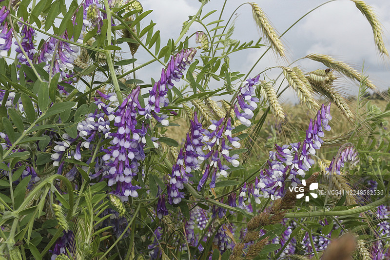德国巴伐利亚州阿尔高地区，玉米地边的野豌豆（Vicia cracca）图片素材