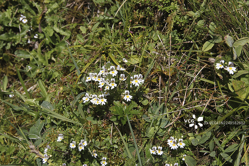 欧洲小米草（Euphrasia nemorosa），德国巴伐利亚州阿尔高地区图片素材