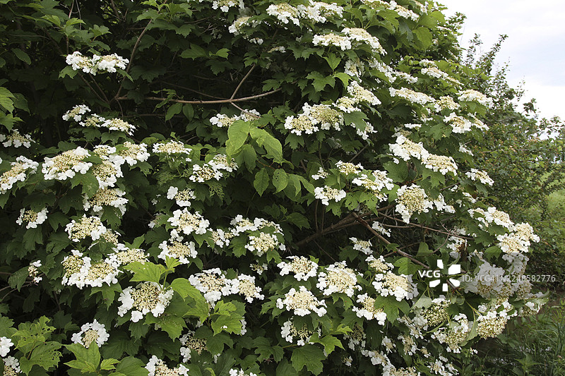 灌木上的欧洲雪球花（荚蒾），德国巴伐利亚州阿尔高地区图片素材