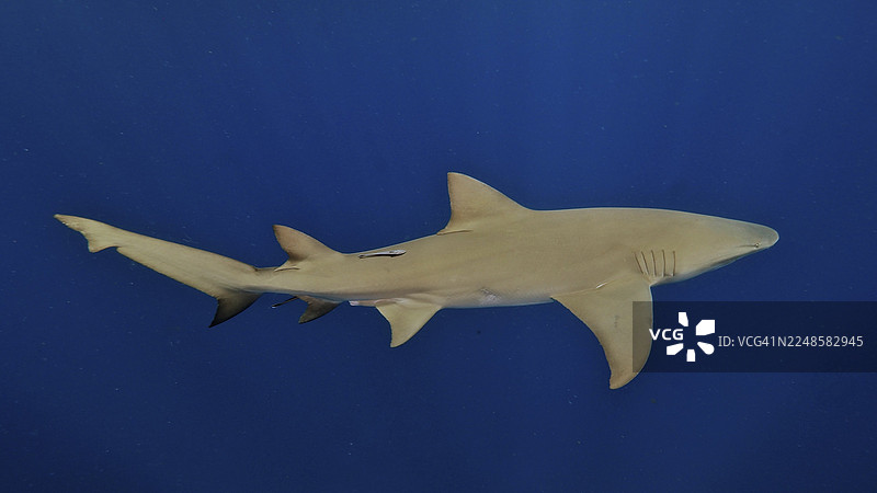 一只细长的柠檬鲨(Negaprion brevirostris)在湛蓝的海水中游弋。潜水点:美国佛罗里达州朱庇特市的柠檬滴(Lemon Drop)。图片素材