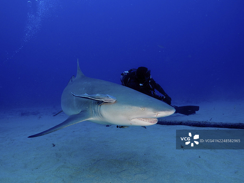 在深邃蓝色的水中，一只柠檬鲨（Negaprion brevirostris）在潜水员附近游弋。潜水地点：美国佛罗里达州朱庇特邦奈尔。图片素材