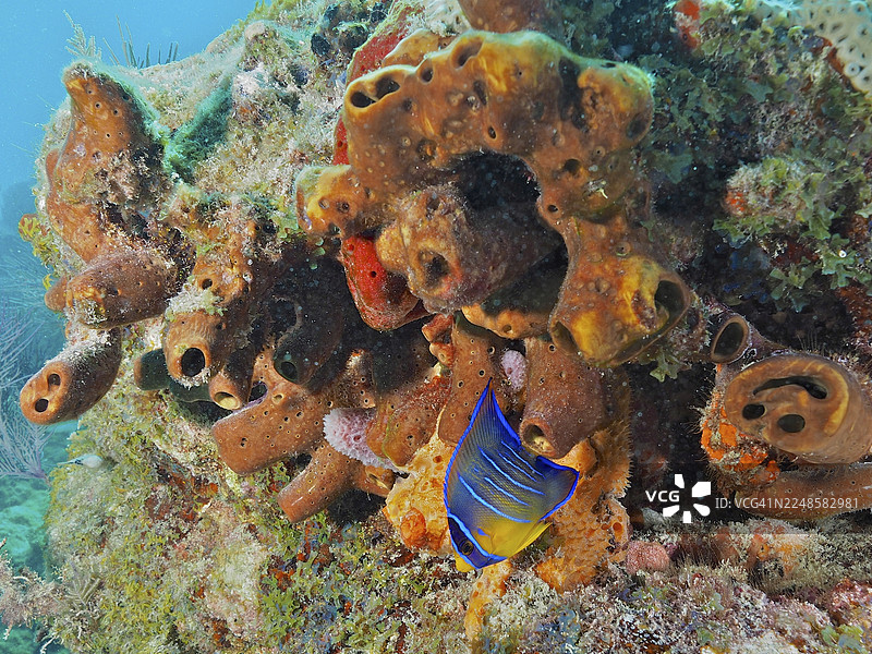 活体海绵，棕色管海绵（Agelas conifera），色彩斑斓的鱼类栖息在珊瑚礁中。潜水点：约翰·彭内坎普珊瑚礁州立公园，基拉戈，佛罗里达礁岛群，佛罗里达州图片素材