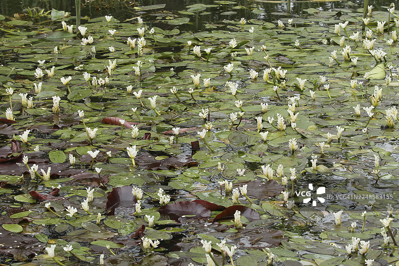 德国巴伐利亚州阿尔高地区的水蕹（Aponogeton distachyos）花序图片素材
