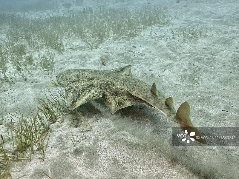 天使鲨（Squatina squatina）在沙质海床上游动，鳍可见，水下。潜水点：西班牙大加那利岛阿林加的埃尔卡布龙海洋保护区，大西洋。图片素材