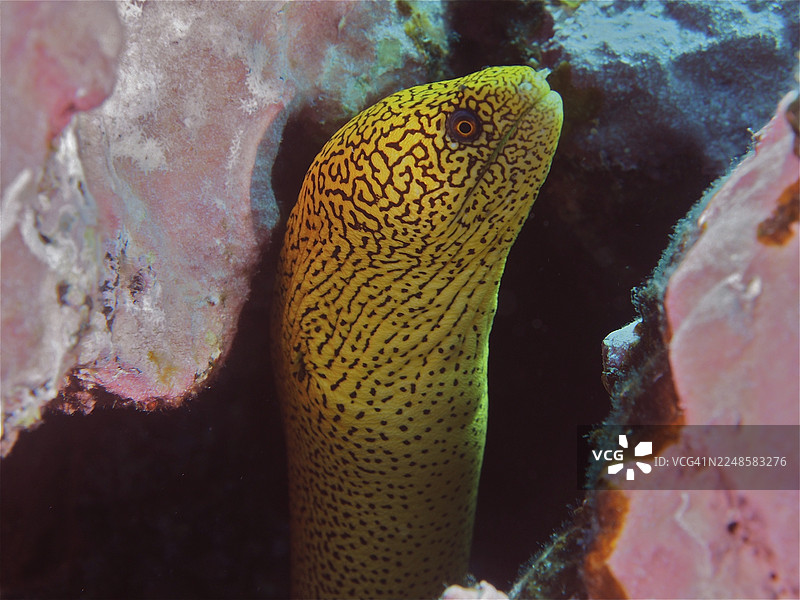 金尾裸胸鳝（Gymnothorax miliaris）藏身于礁石洞穴中，身体呈鲜亮的黄色并带有黑色斑纹。潜水点：萨莱梅拉，拉帕尔马，加那利群岛，西班牙，大西洋图片素材