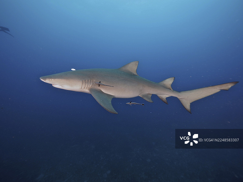 一条柠檬鲨（Negaprion brevirostris）在深蓝色的大海中自由游弋，一条小鱼，一条船鲉（Echeneidae）陪同。潜水点：美国佛罗里达州朱庇特市柠檬滴。图片素材