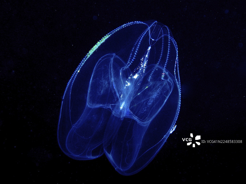 发光的叶状肋水母(Leucothea multicornis)漂浮在黑暗的水下世界,地点为美国佛罗里达州里维埃拉海滩。图片素材