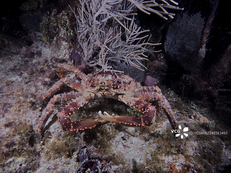 一只拥有独特蟹钳和斑点外壳的大螃蟹，西印度蜘蛛蟹（Mithrax spinosissimus），正在海底移动。潜水点：美国佛罗里达州基拉戈约翰彭内坎普珊瑚礁州立公园，佛罗里达礁岛群。图片素材