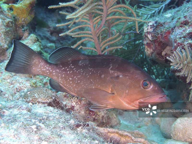 一只黑石斑鱼（Mycteroperca bonaci）在水下珊瑚景观中，位于美国佛罗里达州基拉戈约翰·彭内坎普珊瑚礁州立公园潜水点。图片素材