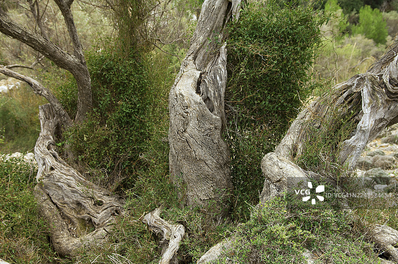 西班牙巴利阿里群岛马略卡岛的橄榄树林中的老橄榄树图片素材