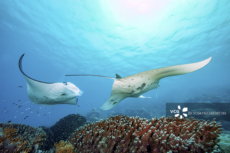 水下照片,两只近岸生活的礁纹魟(Mobula alfredi),别名蝠鲼、鬼鲼,在浅热带珊瑚礁上围绕着清洁站盘旋游动,背景为造礁硬珊瑚(Scleractinia)。图片素材