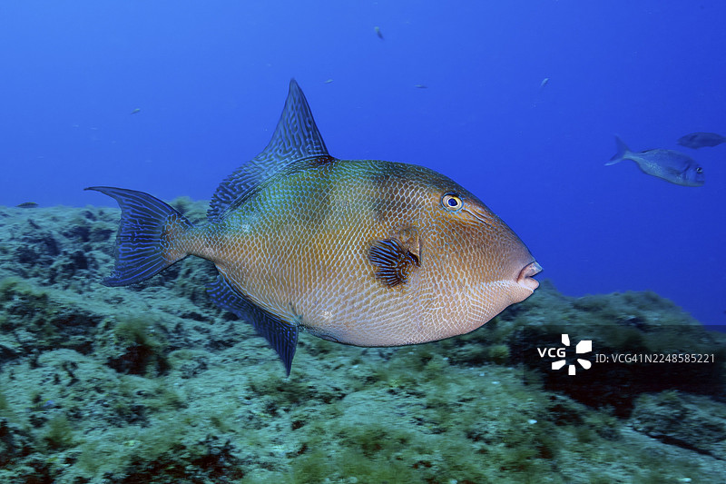 灰三齿鲀（Balistes capriscus），东大西洋，加那利群岛，西班牙图片素材