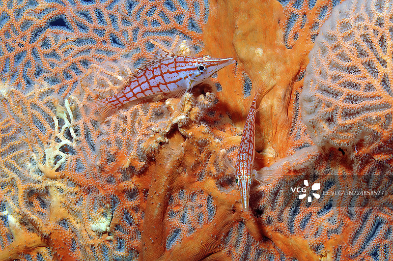 水下照片，一对长吻鹰鱼（Oxycirrhites typus）在扇形珊瑚（Annella mollis，别名Subergorgia mollis）中的特写，拍摄于埃及西奈半岛达哈布红海。图片素材