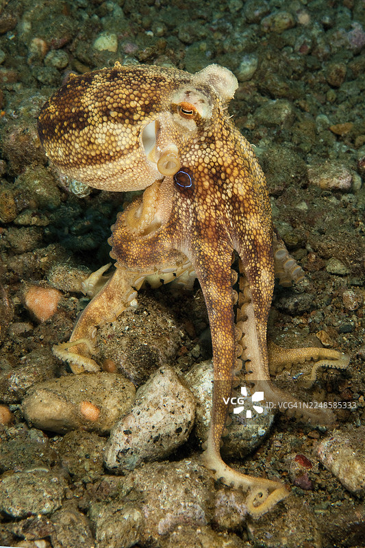 水下拍摄的蓝色纹章章鱼（Amphioctopus mototi），头部两侧各有一个蓝色环，有毒。危险海洋动物，章鱼，头足类，太平洋，达乌因，杜马格特，东内格罗斯，内格罗斯，维萨亚斯，菲律宾图片素材