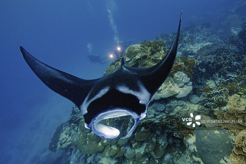 水下摄影,海岸礁蝠鲼(Mobula alfredi)又名鬼蝠鲼,在热带造礁硬珊瑚(Scleractinia)石珊瑚的珊瑚礁上游弋,背景中是潜水员手持水下灯,热带海洋,太平洋图片素材