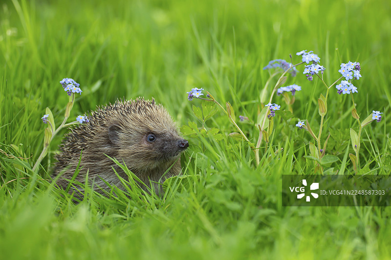 春季，英格兰，英国，花园草坪上的成年欧洲刺猬（Erinaceus europaeus）与勿忘我花图片素材