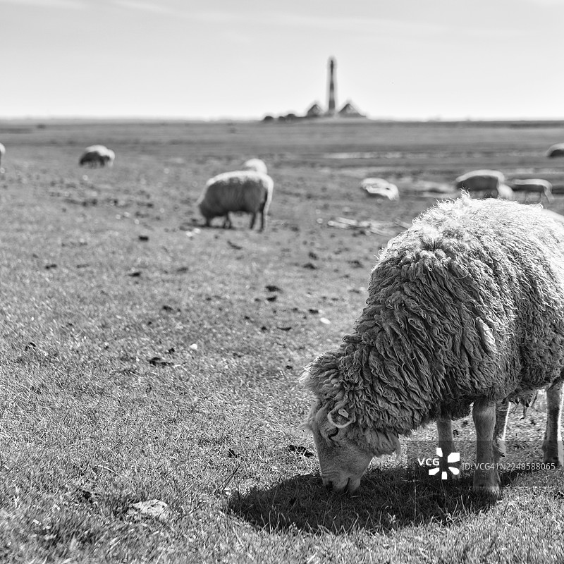 羊群吃草,远方是韦斯特海弗桑德灯塔,单色,韦斯特海弗,埃德施泰特,北弗里西亚,石勒苏益格-荷尔斯泰因,德国图片素材