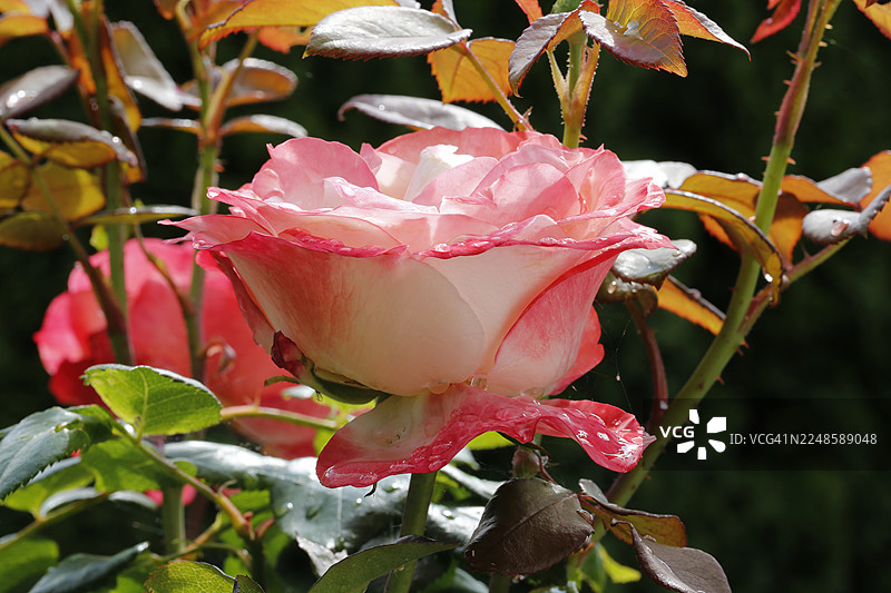 玫瑰（蔷薇属），栽培玫瑰，白色和粉色花朵，叶子，花园，花卉，植物，水滴，雨滴，罗伊特林根，巴登-符腾堡州，德国图片素材