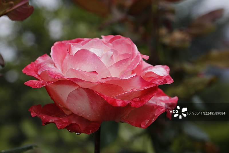 玫瑰(蔷薇属),栽培玫瑰,白色和红色的花朵,叶子,花园,花卉,植物,水滴,雨滴,罗伊特林根,巴登-符腾堡州,德国图片素材