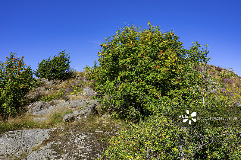 野生的欧洲花楸(Sorbus aucuparia)生长在瑞典韦斯特拉-格特兰省,布胡斯省,乌德瓦拉海滨花岗岩石上。图片素材
