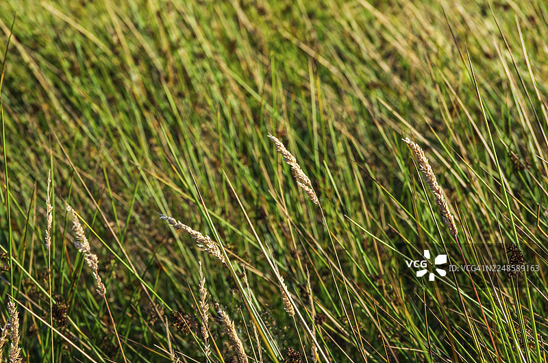 瑞典维斯特拉·格特兰省奥罗斯特岛博胡斯兰地区乡村的草地在傍晚的阳光下图片素材