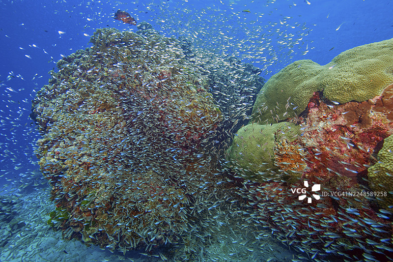 玻璃鱼（Parapriacanthus guentheri）猪笼草在泰国安达曼海五彩珊瑚块周围游动图片素材