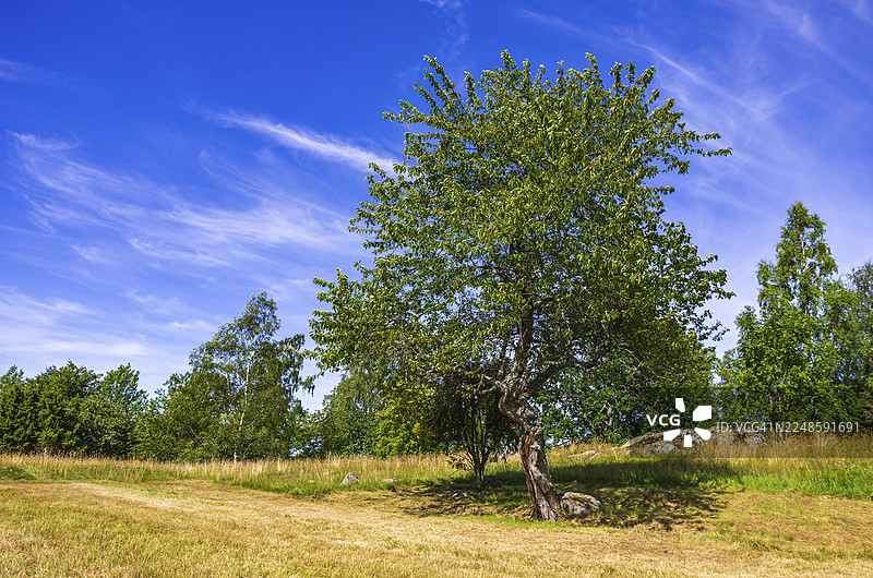 瑞典韦斯特曼兰省利德雪平附近孙纳斯贝里村的斯滕胡斯巴肯墓地上，夏季石楠花遍野，孤零零的野樱花树点缀其间图片素材