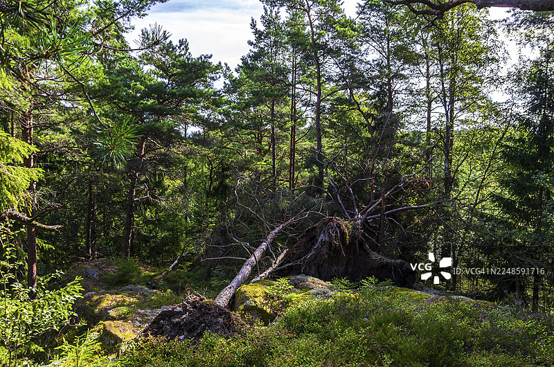 瑞典西约塔兰省奥勒斯特岛布胡斯省赫纳附近小森林中被连根拔起的树木图片素材