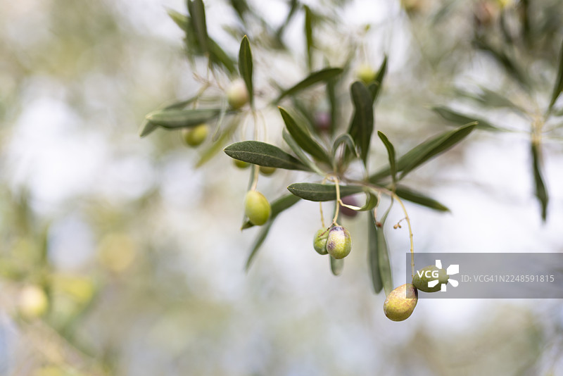 橄榄树枝上绿色橄榄的特写图片素材