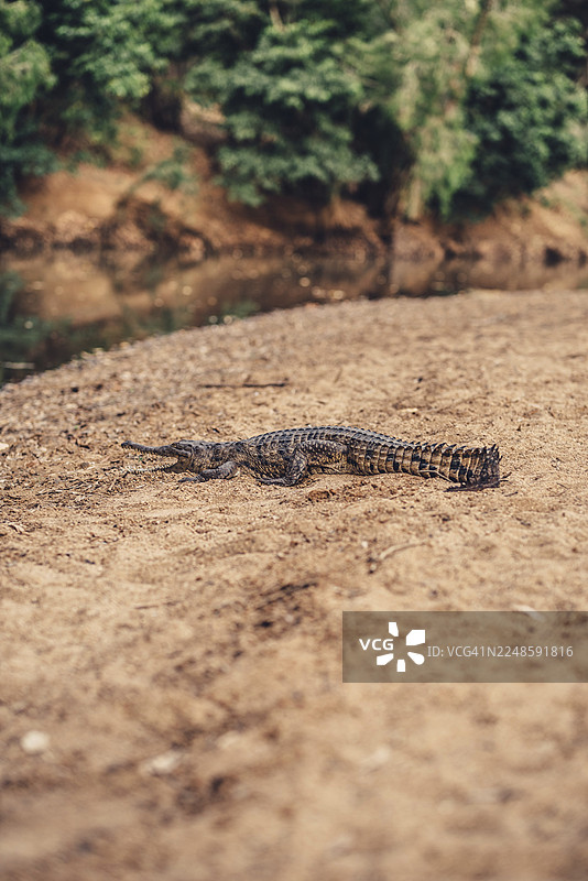 澳大利亚温贾纳峡谷国家公园内陆地区，具有特殊光影氛围的鳄鱼图片素材