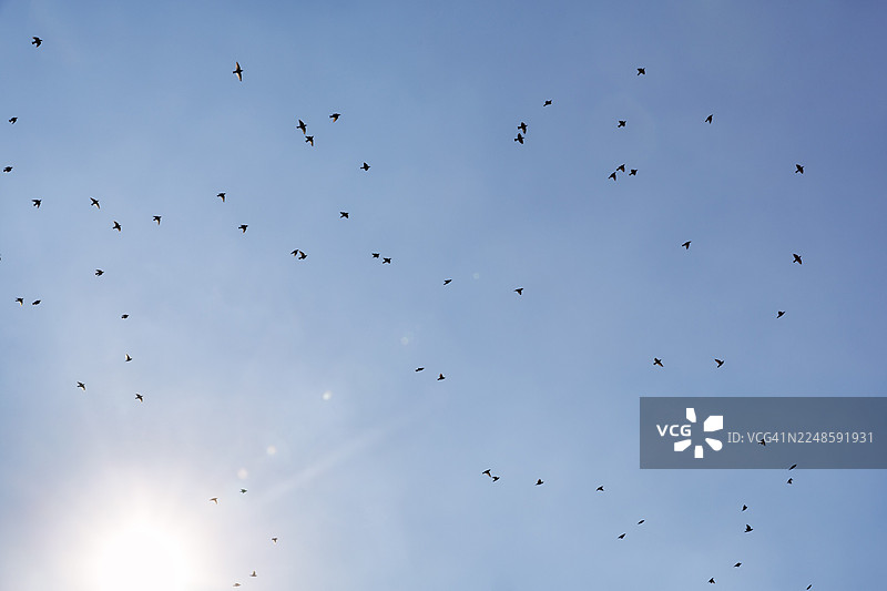 椋鸟（Sturnus vulgaris）在蓝天中飞翔，阳光普照，法国卡马格地区自然公园图片素材