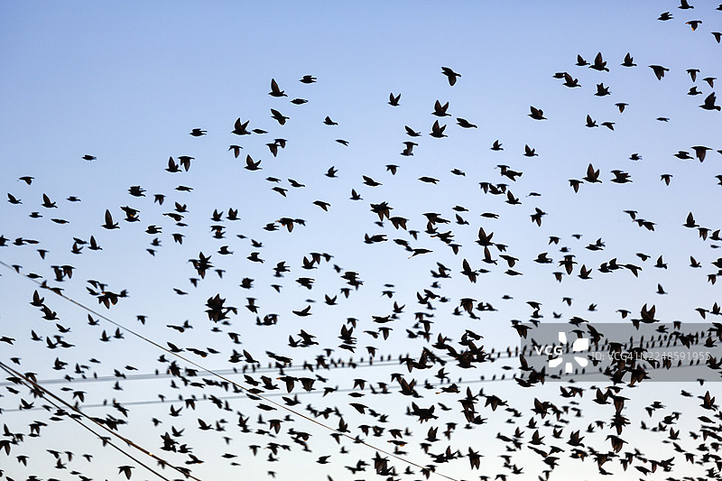 一群翱翔的欧洲椋鸟（Sturnus vulgaris），全尺寸，法国卡马格地区自然公园图片素材
