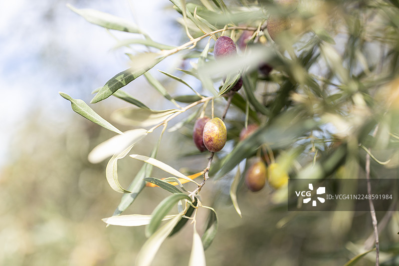 橄榄树枝上绿色和紫色的橄榄特写图片素材