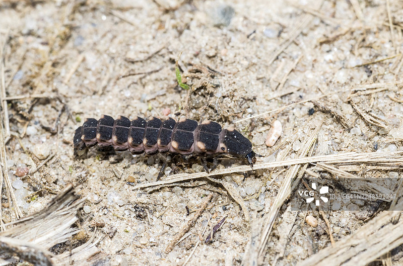 常见的萤火虫（Lampyris noctiluca），雌性在白天爬行于沙质、干燥、贫瘠的土壤上，伴有植物残骸，生物发光，自然奇观，不起眼，奇怪，丑陋，吕讷堡石楠，下萨克森，德国图片素材