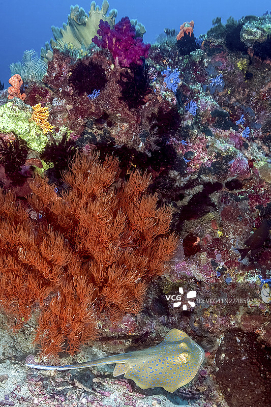 黑珊瑚（Antipathes dichotoma）生长在色彩斑斓的珊瑚块脚边，蓝点刺鳐（Taeniura lymma）位于画面底部，刺鳐，太平洋，哈马黑拉，马鲁古，印度尼西亚图片素材