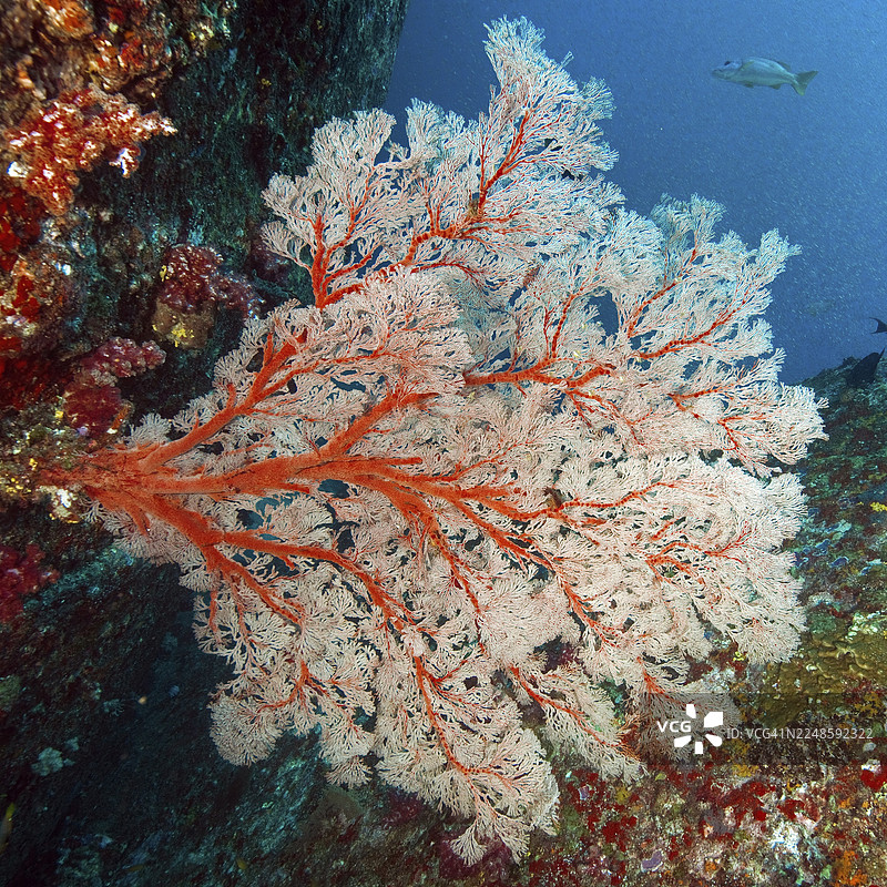 印度洋安达曼海,泰国塔差岛,海扇珊瑚(Melithaea)长有红色枝条,在水流中过滤,以浮游生物为食图片素材