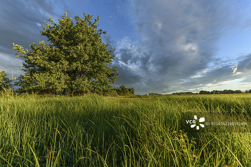 盛开的田野绵延至地平线，田野中矗立着一棵孤树。天空中的云彩与阳光交织，营造出一种宁静的午后氛围。法国大东部大区，阿尔萨斯，下莱茵省图片素材