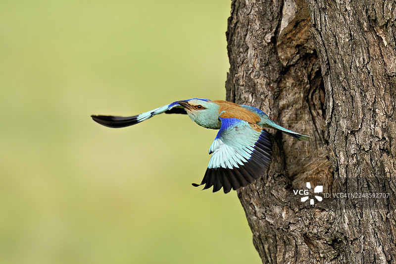 欧洲地锦（Coracias garrulus）从保加利亚一棵老苹果树的繁殖巢穴中飞出图片素材