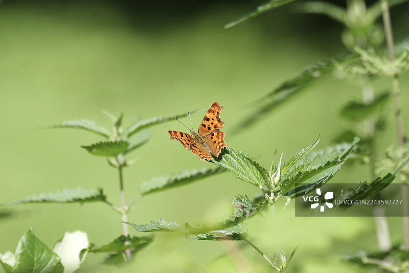 C-蛾 (Polygonia c-album)，荨麻 (Urtica)，翅膀，多彩，绿色，橙色，自然，C-蛾停留在荨麻叶子上图片素材