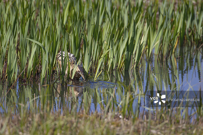 大鳾 (Botaurus stellaris) 成鸟在芦苇丛中捕食刺鱼，英国萨福克郡 RSPB Minsmere 自然保护区图片素材