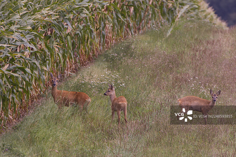 德国的雄性 roe deer（欧洲狍）与幼崽图片素材