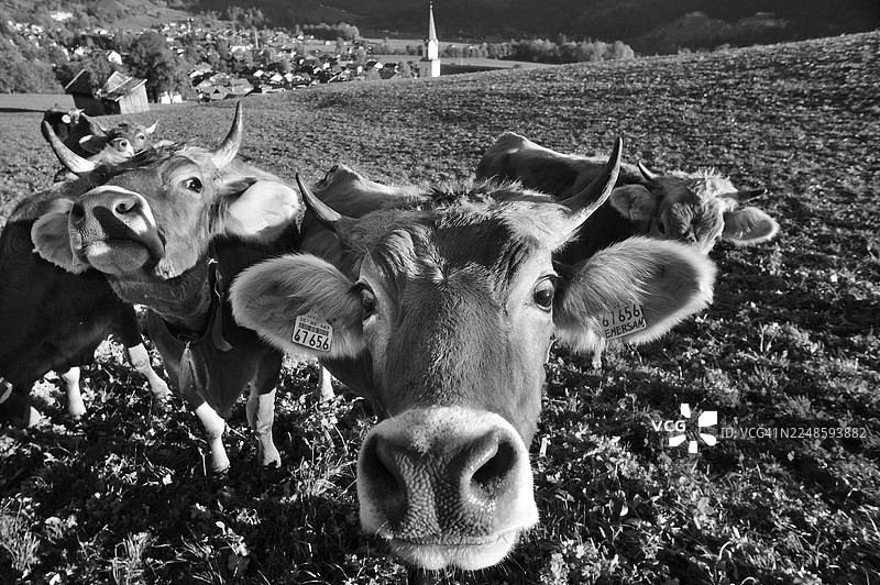 背景为阿尔高山脉的布朗瑞士牛在巴特兴代兰的牧场上,巴特兴代兰,上阿尔高,巴伐利亚,德国图片素材