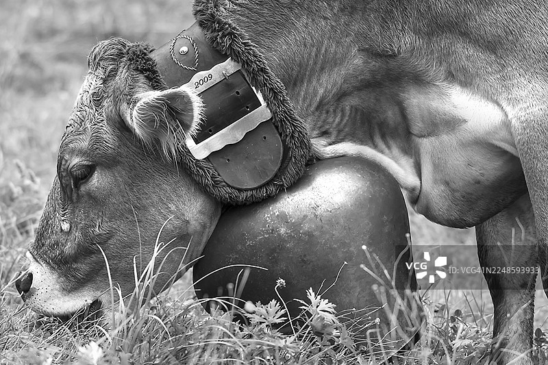 一头奶牛佩戴着装饰性的铃铛,正在吃草,准备进行赶牛、分牛活动,背景是双坡屋顶的房屋,地点位于德国巴伐利亚州阿尔高地区巴特欣德兰。图片素材