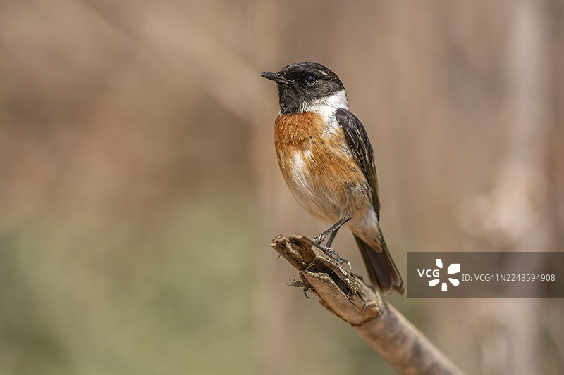 一只石䴇（Saxicola rubicola）栖息在树枝上。摩洛哥苏斯马萨。图片素材