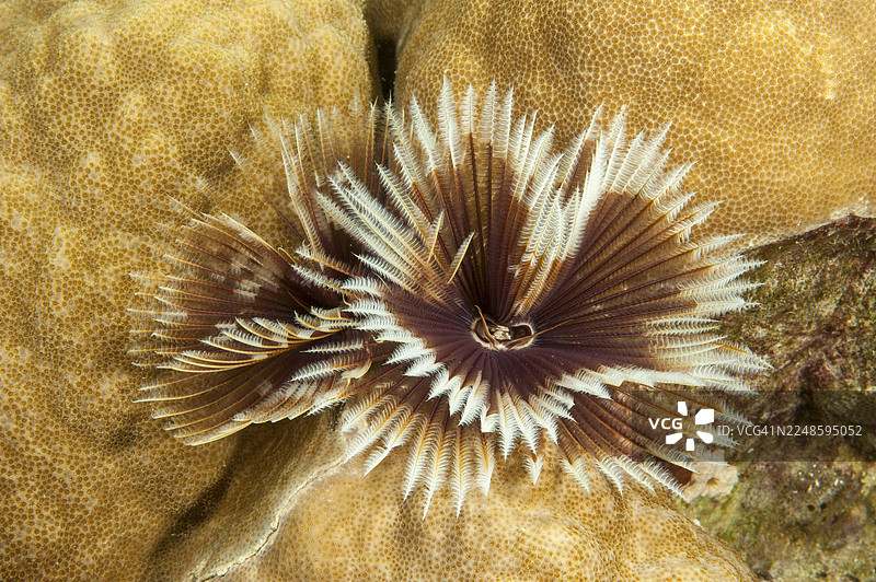 印度羽毛掸子虫 (Sabellastarte splendidus)，太平洋图片素材