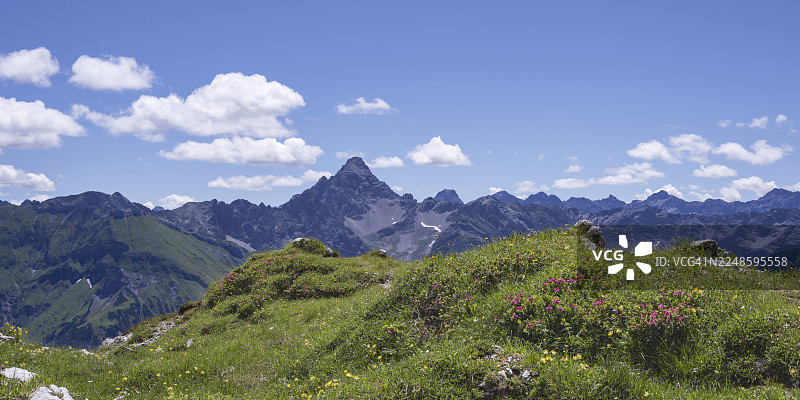 高山玫瑰(杜鹃花),科布拉特高地小径,内贝尔峰,其后是霍赫沃格尔峰(2592米),阿尔高阿尔卑斯山,阿尔高,巴伐利亚,德国图片素材