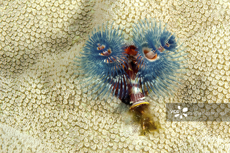 水下照片,圣诞树蠕虫(Spirobranchus giganteus)特写,呈蓝色,生长在太平洋小息肉珊瑚(鹿角珊瑚)的群体中,硬珊瑚,石珊瑚,太平洋,雅浦岛,雅浦州,加罗林群岛,密克罗尼西亚联邦图片素材