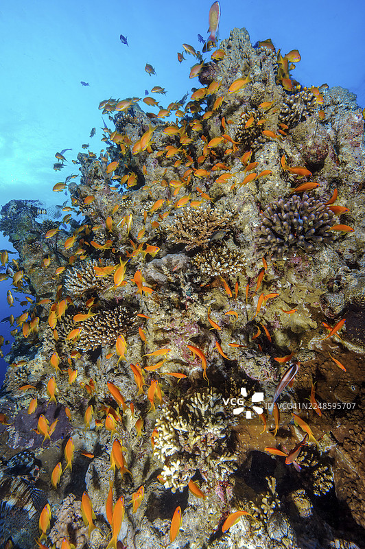 一群宝石旗鱼(Pseudanthias squamipinnis)在约旦亚喀巴亚喀巴湾红海的珊瑚礁中,围绕着大块的石珊瑚(Scleractinia)游动图片素材
